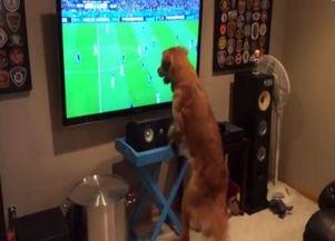 足坛神犬 在线观看,传奇犬只的足球传奇之旅  第3张