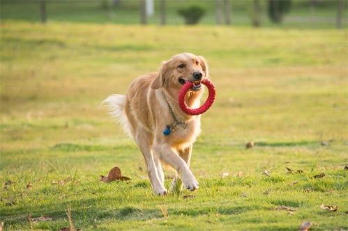 一个狗狗最新爆料视频在线观看,揭秘宠物界的秘密生活  第1张